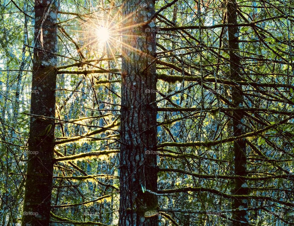 Sun light shines through mosses, branches and trees showing many patterns and lines 