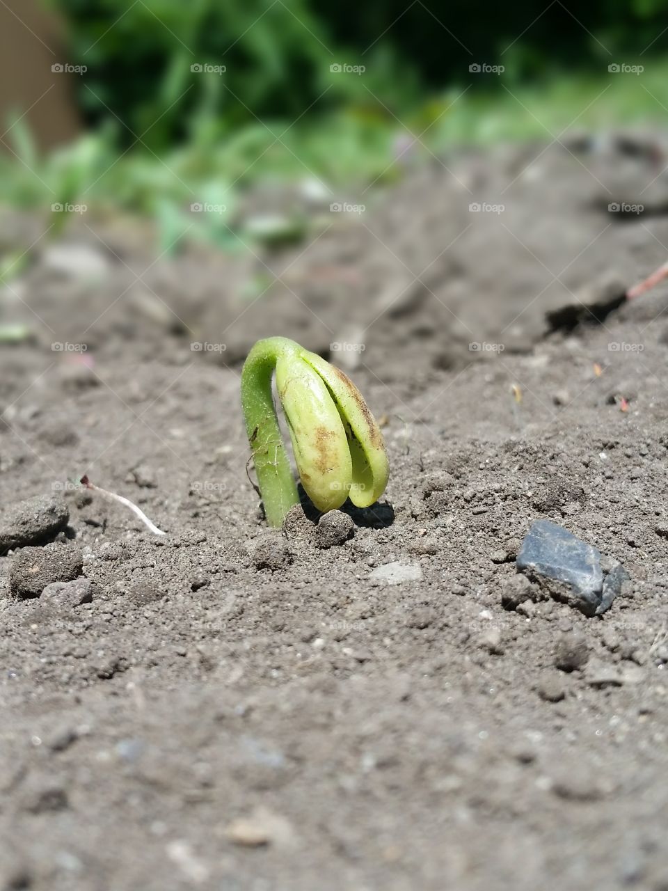 Emerging Seedling