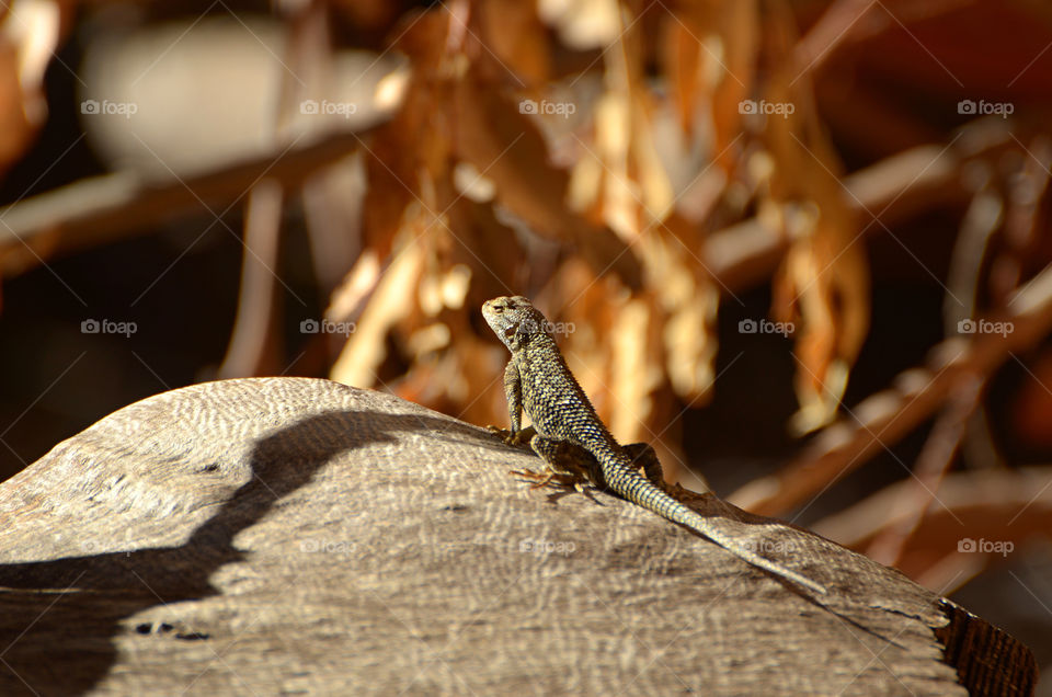 Small lizard 