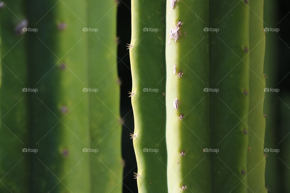 Cactus closeup