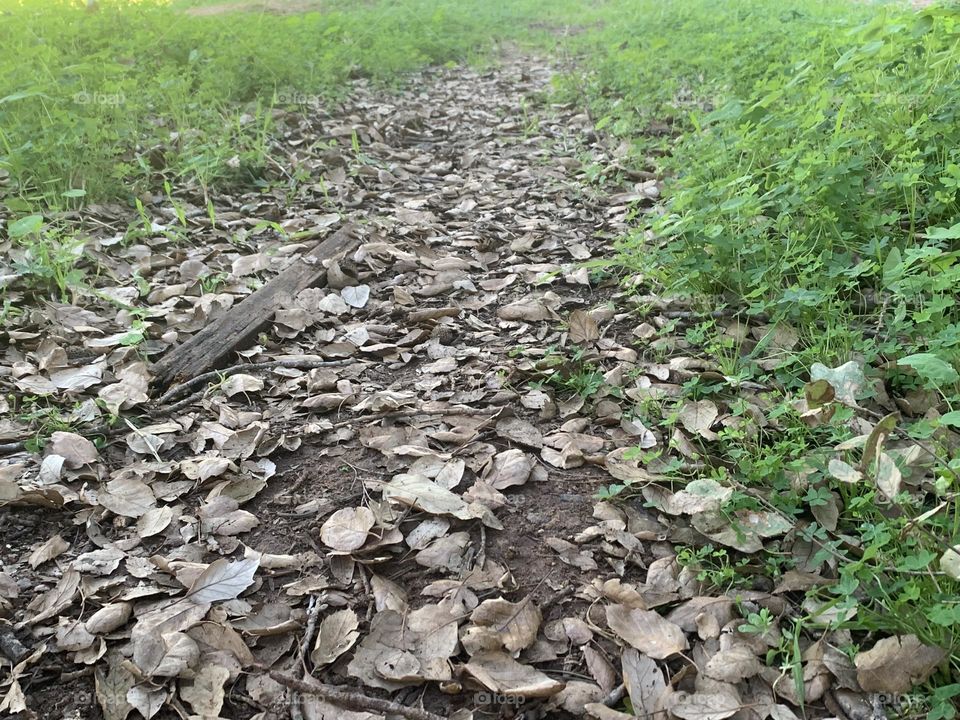 Fall leaves on the path with fresh green grass on the side