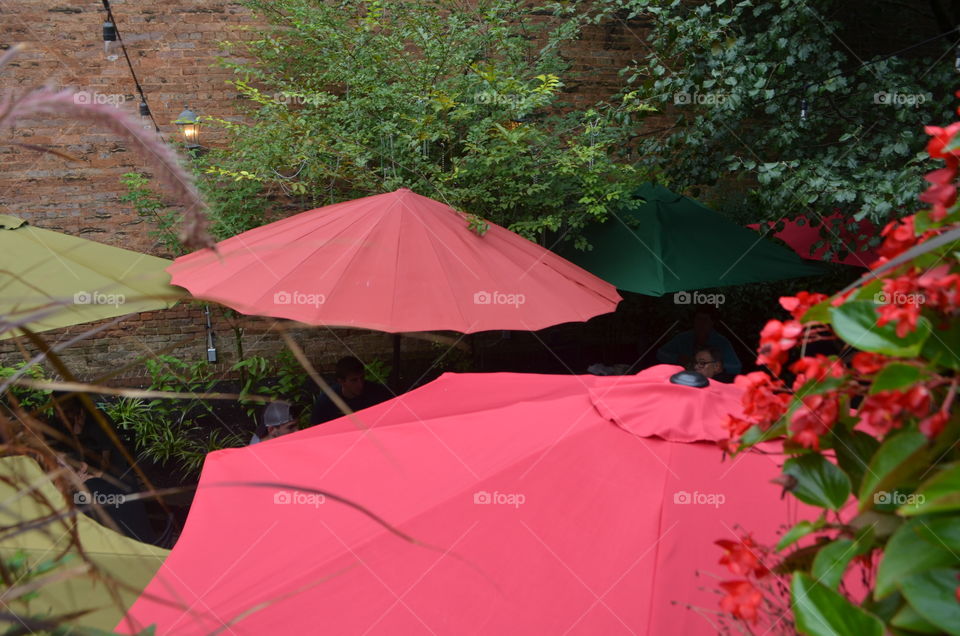 little garden of umbrellas