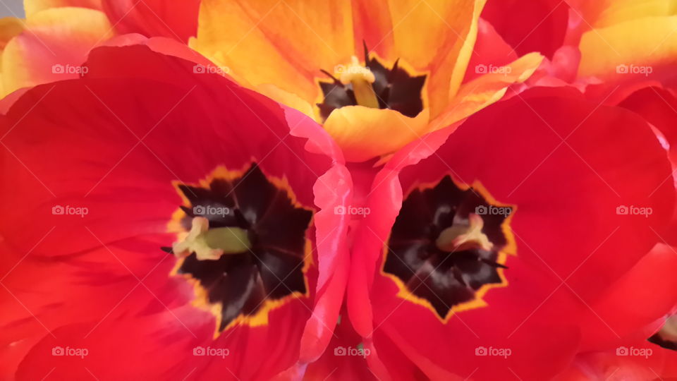 tulips