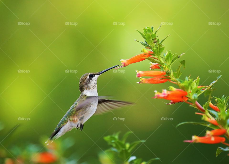 Hummingbird