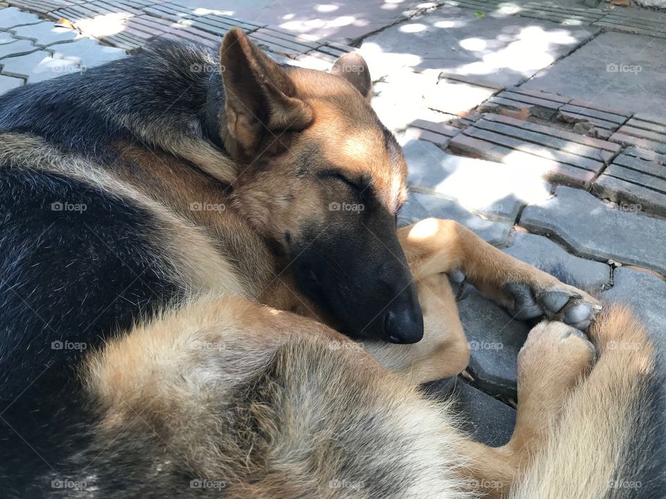 My dear dog Viola! Smart German Shepherd dog ever