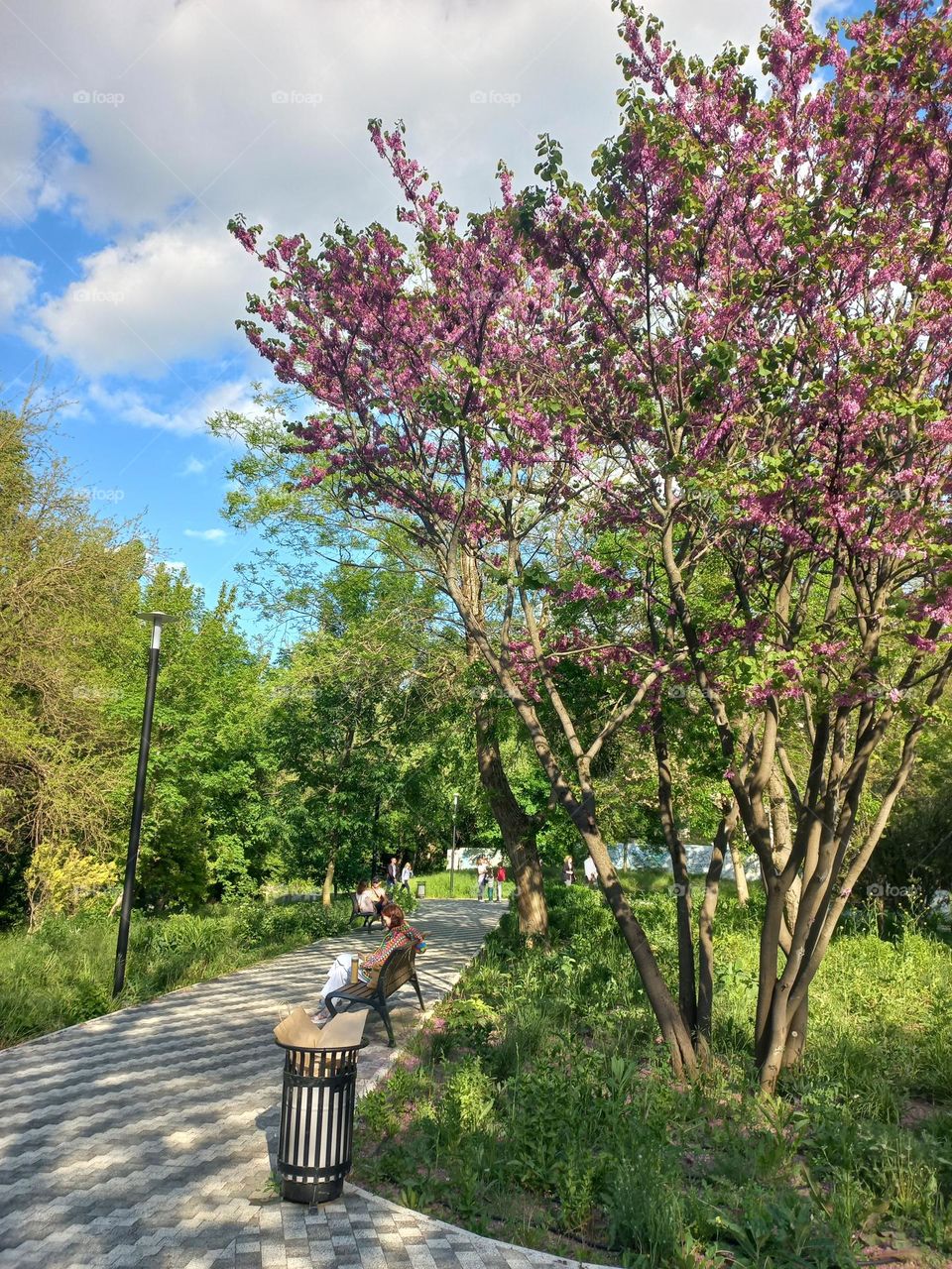flowering tree in the city park.