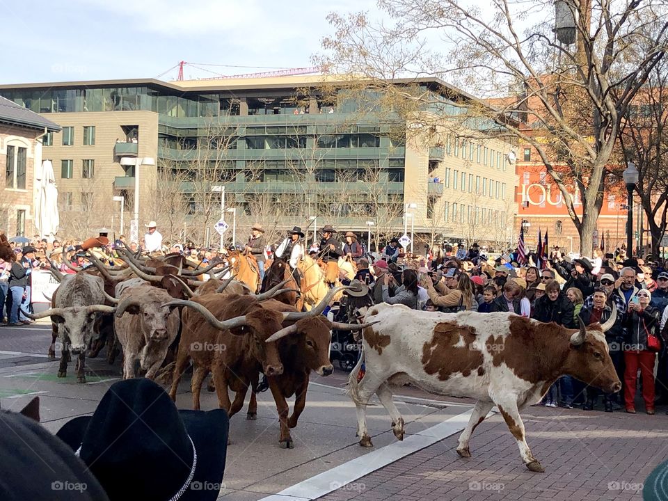 National Western Stock Show Kick Off Parade, Downtown Denver, 2019