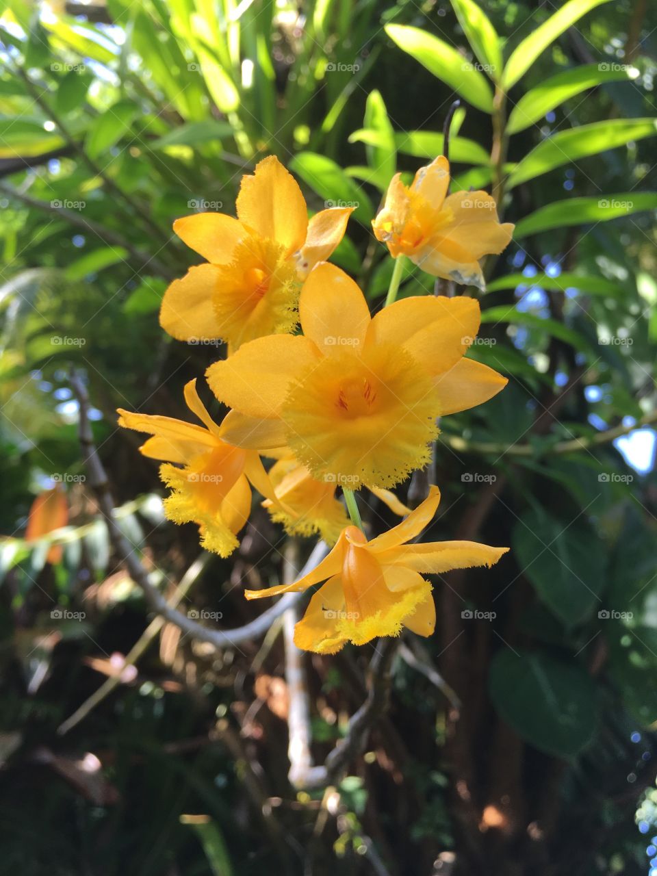 Golden orchids