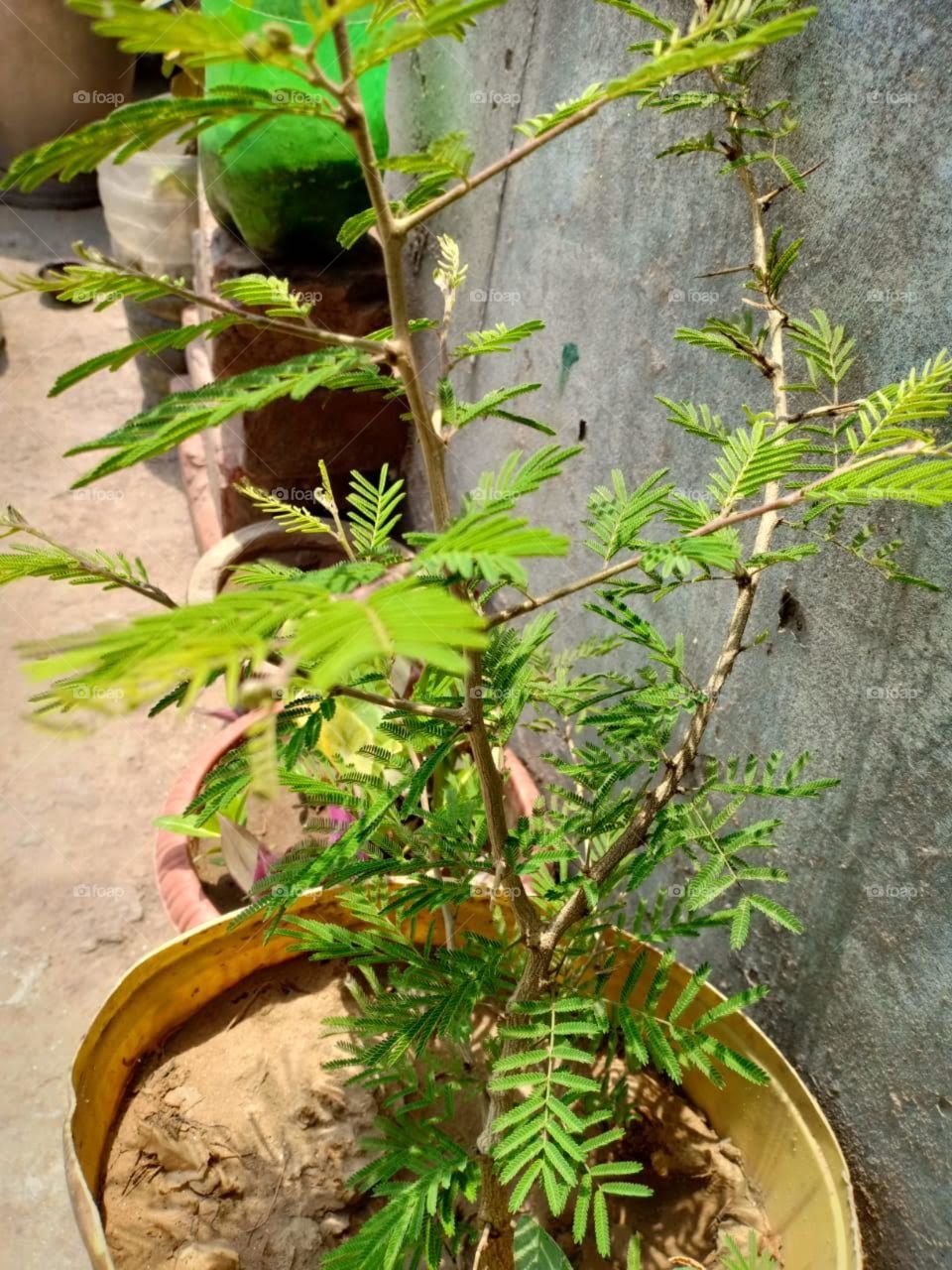 a miniature tree with full of leaves