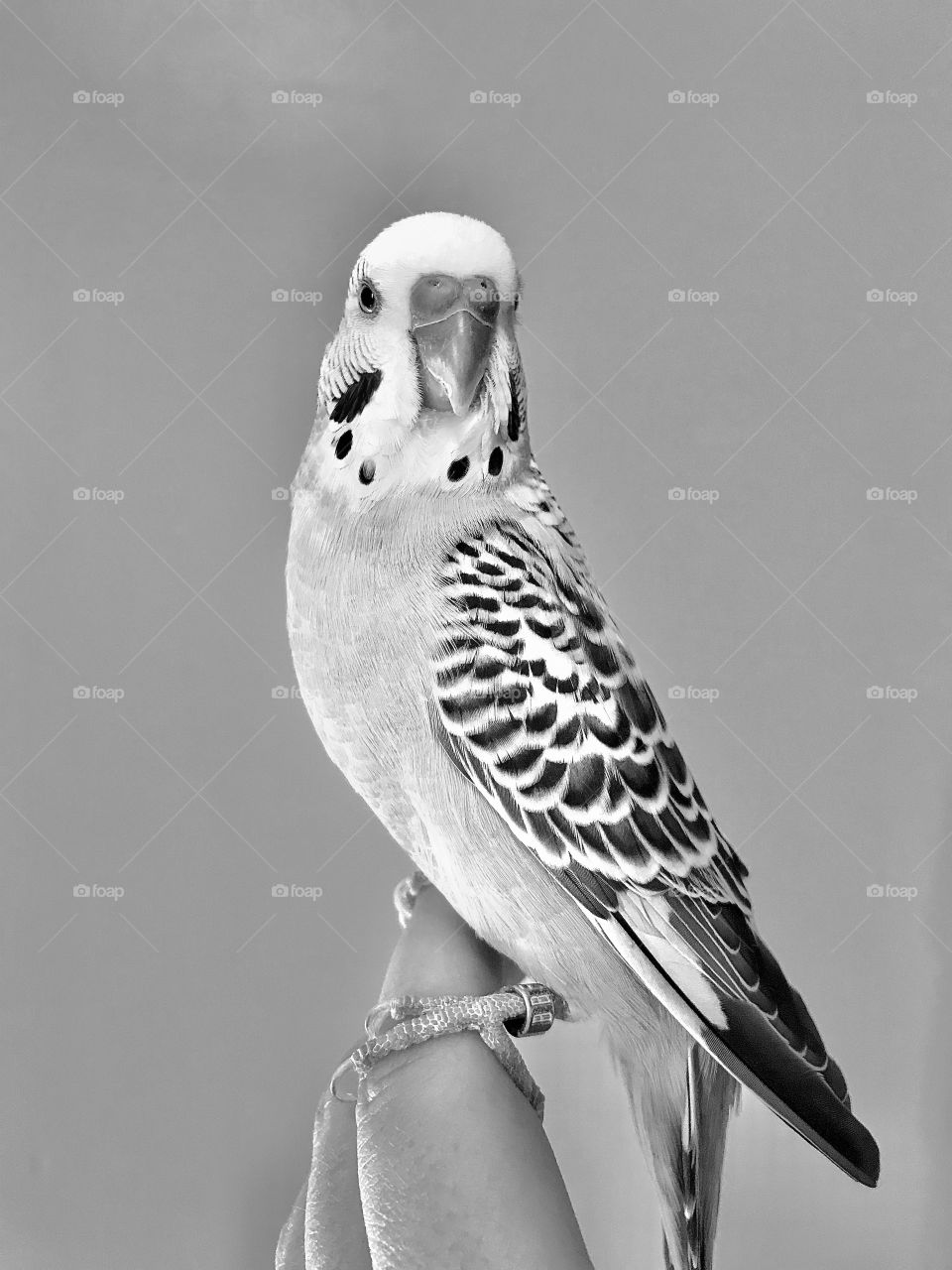 Black and White Photo of a Parakeet 