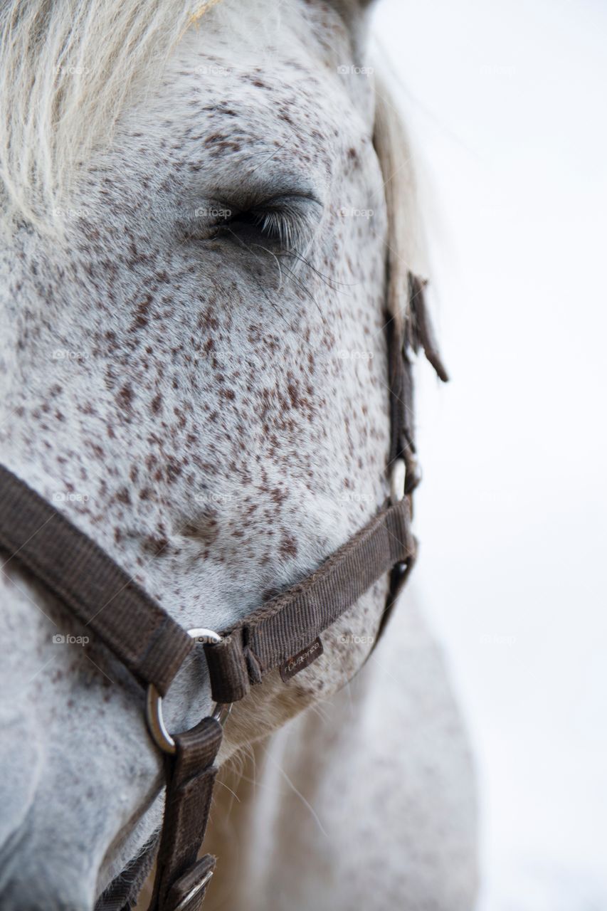 Majestic horses portrait 