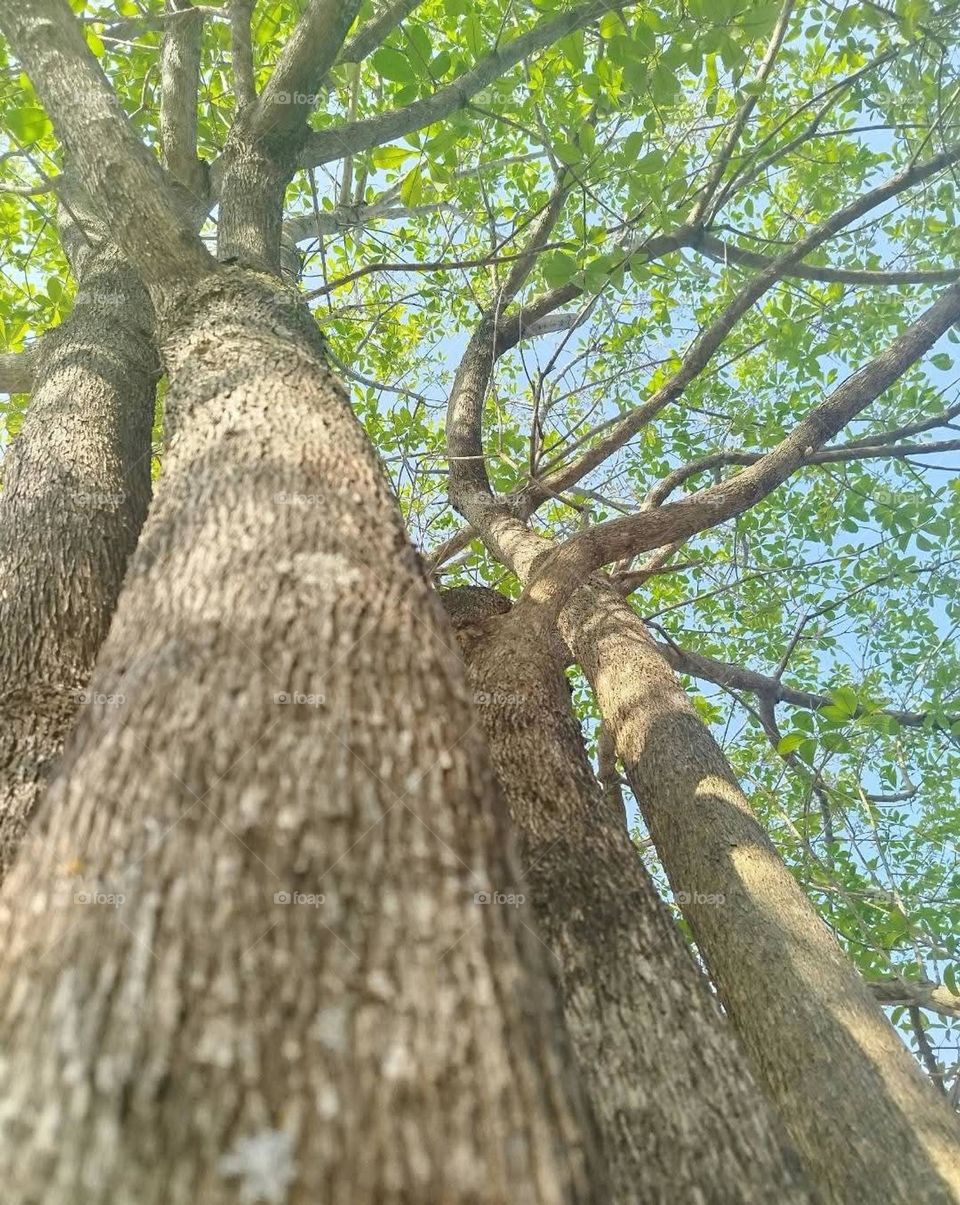 tree seen from below