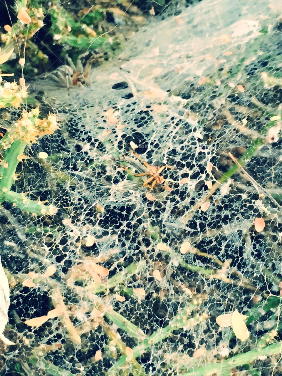 Spider web 