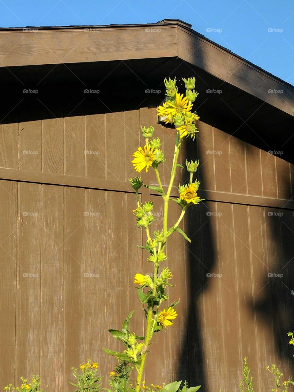 Happy Sunflowers