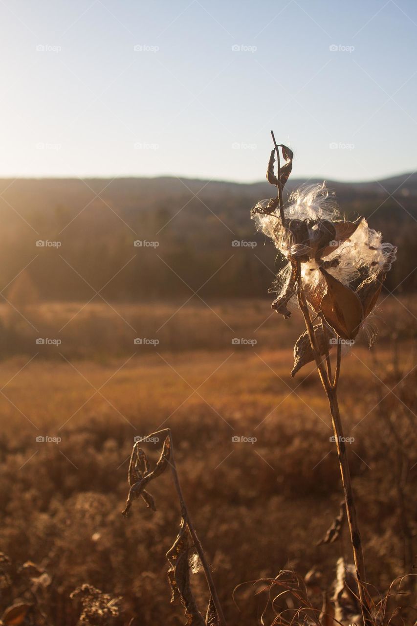 Milkweed in the warm setting sun overlooking an autumn field in New England.