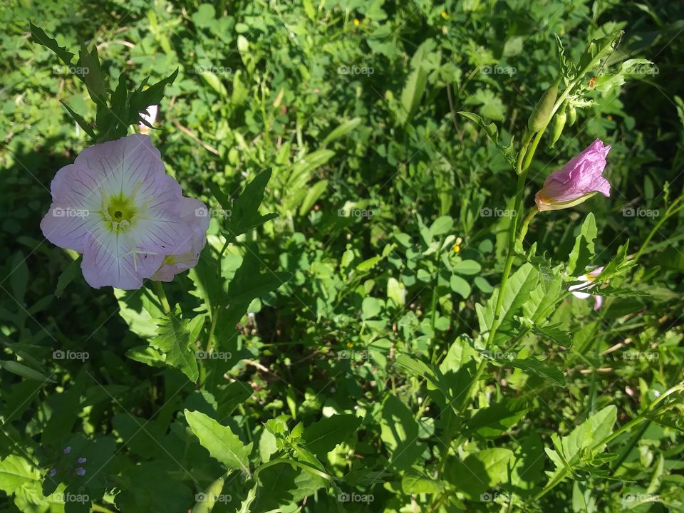 this photograph is a close up of two flowers one light pink with a yellow Center the other one still closed and purple also has some really pretty green foliage on the ground and around for background