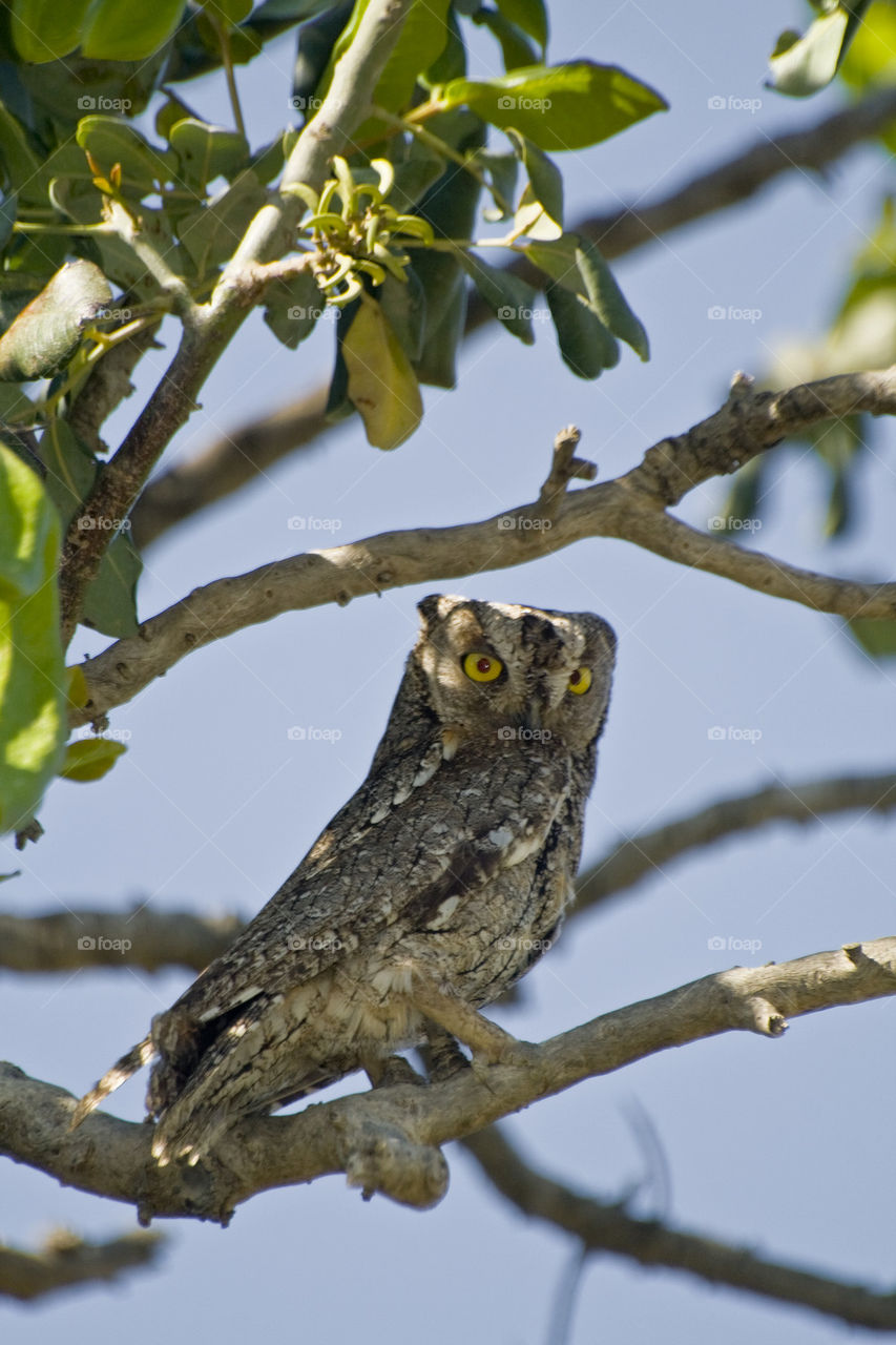 European Scops Owl (Otus scops)