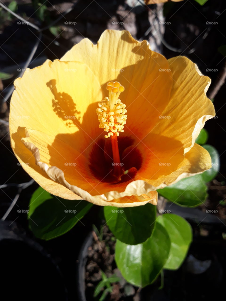 Beautiful golden yellow hibiscus, ready to conquer the morning sun, waiting to bloom to its fullest. I's called Gumamela in the Philippines.