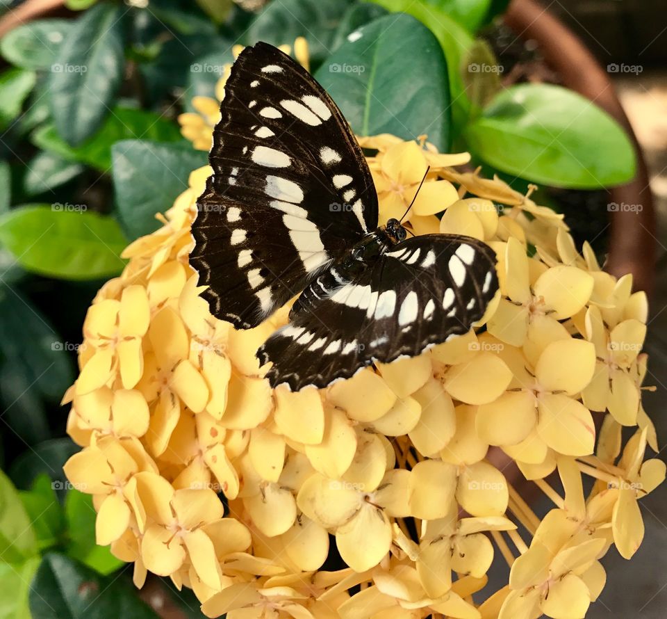 Brown & White Butterfly on Yellow Flower