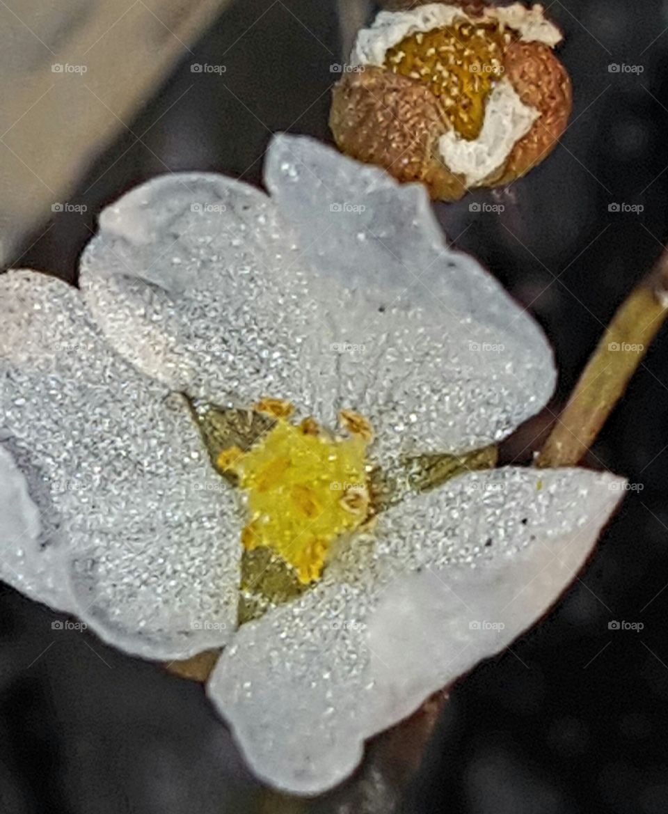 Flower, Nature, No Person, Flora, Leaf