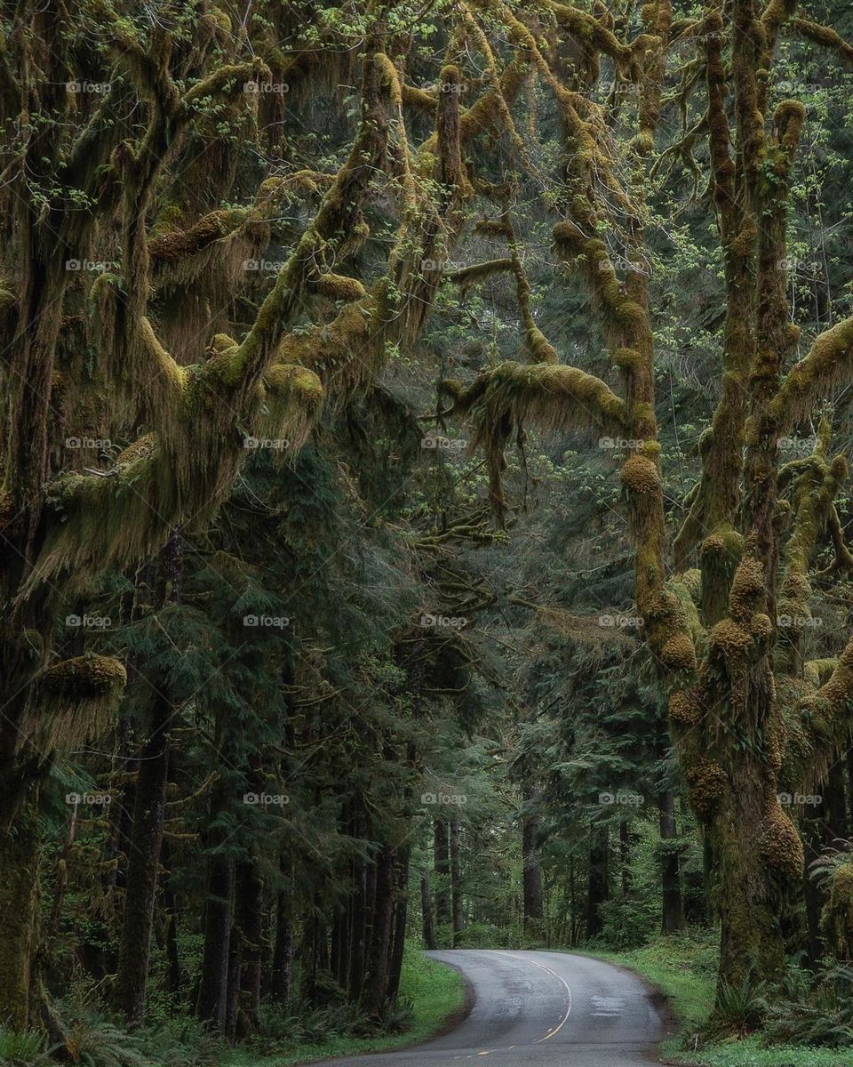 The road to the mossy wonderland of the Hoh Rainforest in Olympic National Park, Pacific Northwest, Washington 