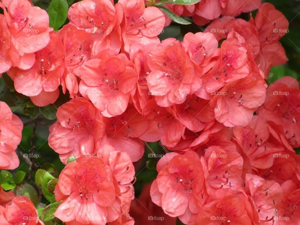 red azaleas