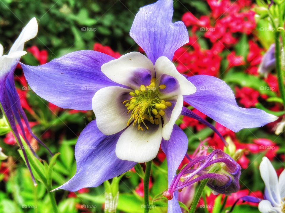 My Yard - Columbine