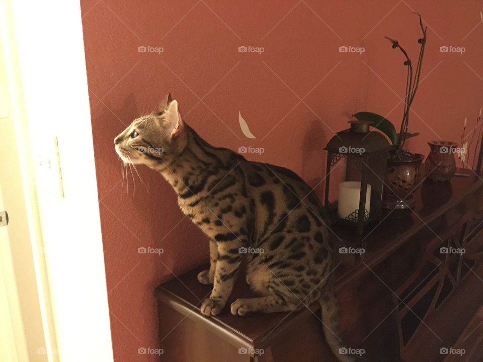 Bengal cat, Rajah, sitting on my piano intently focused. 