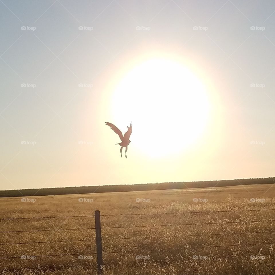 hawk taking flight into sunset