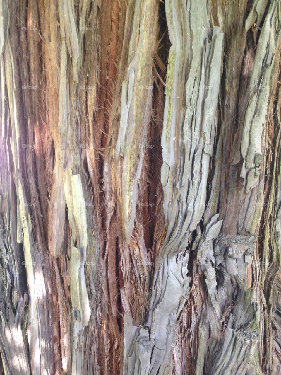 Pine tree bark 