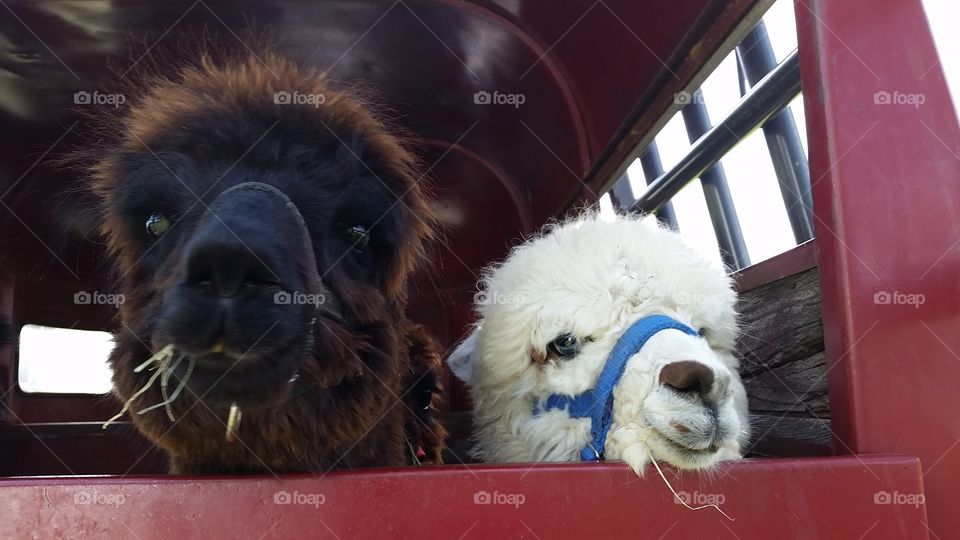 Alpacas ♡