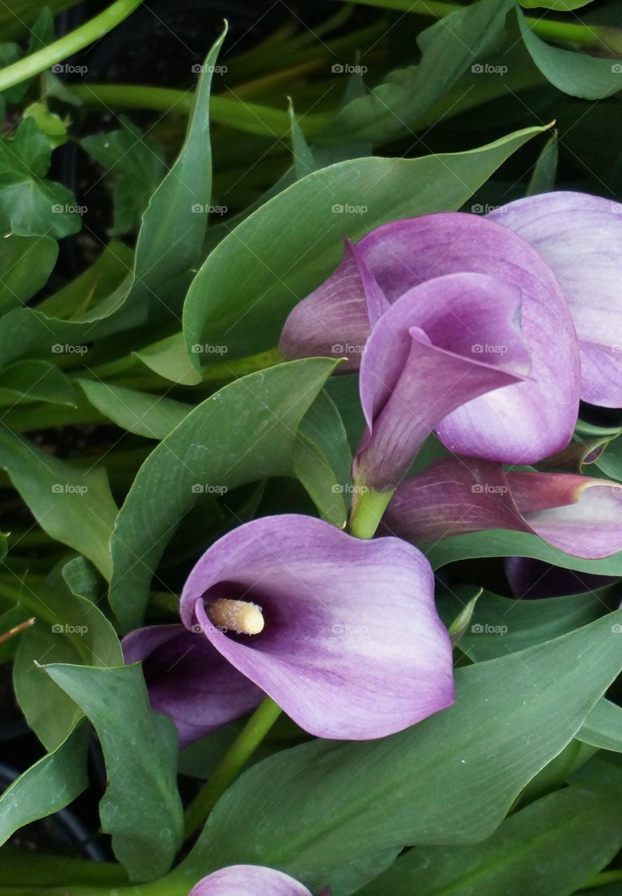 Splash of purple . Purple flowers in green leaves