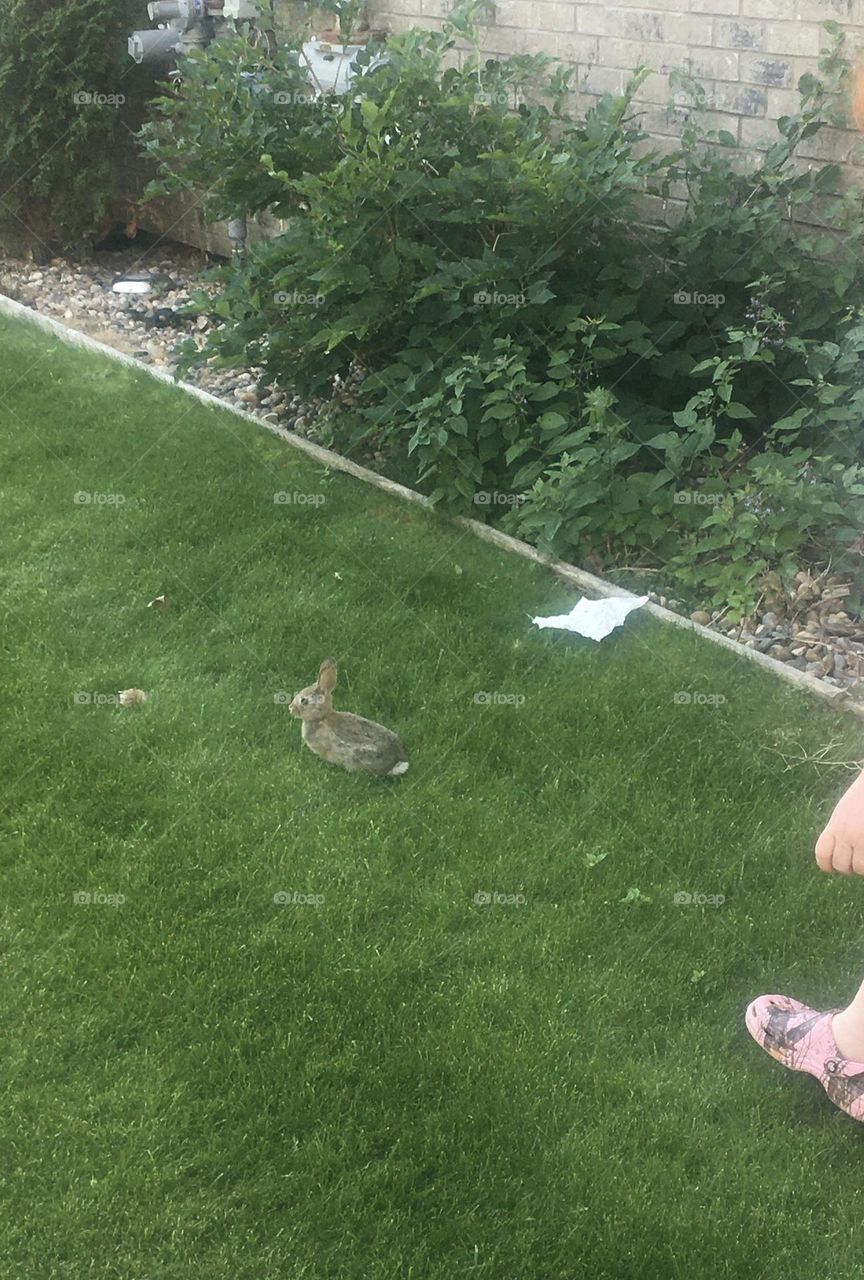 Cute little bunny rabbit, sitting in the lush green grass, getting ready to run from a young girl
