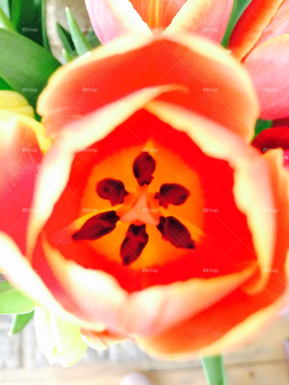 Extreme Tulip