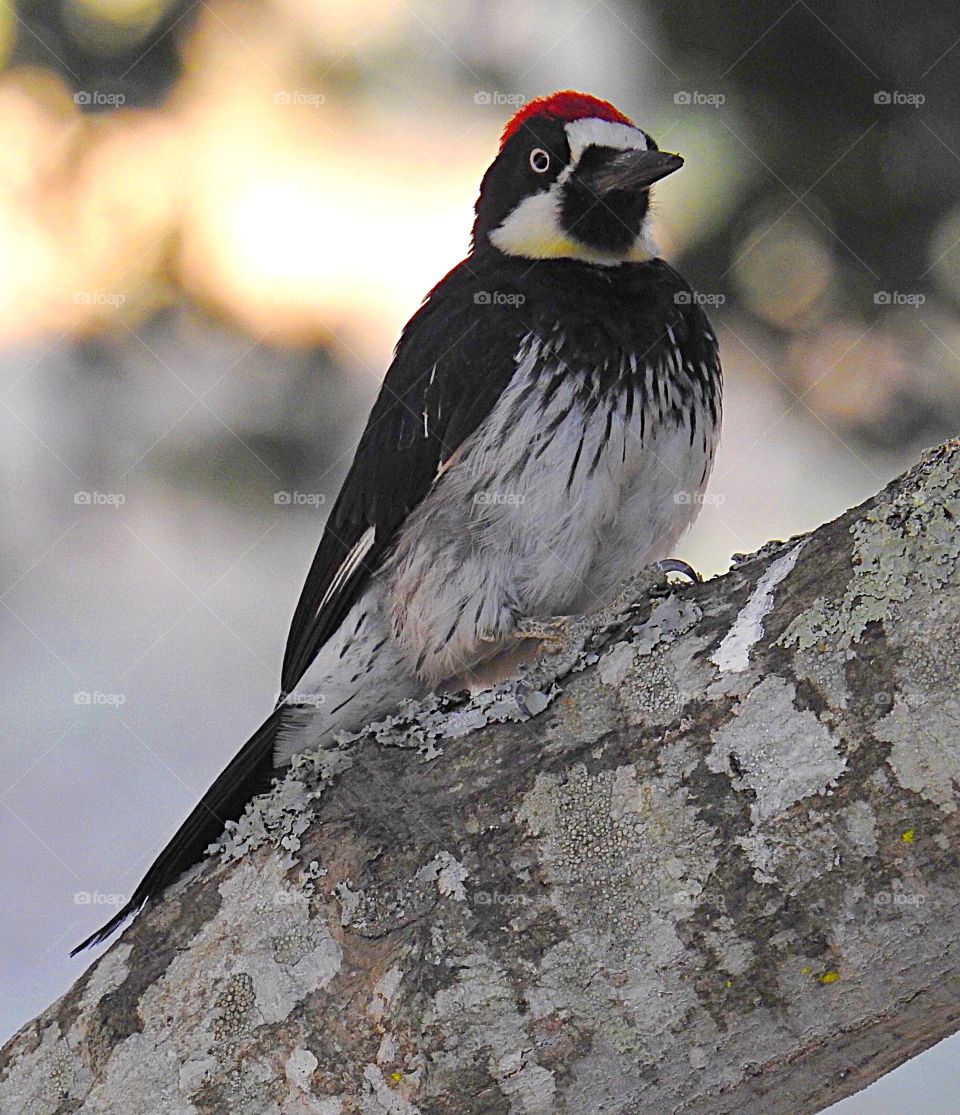 Acorn woodpecker