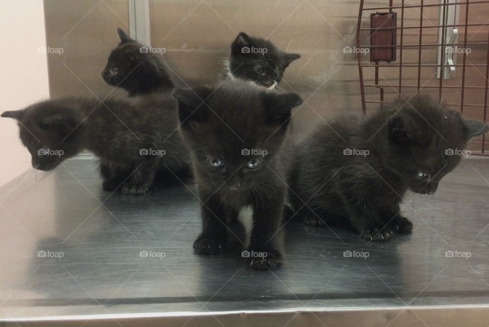 Kittens at work are ready for their album cover. 