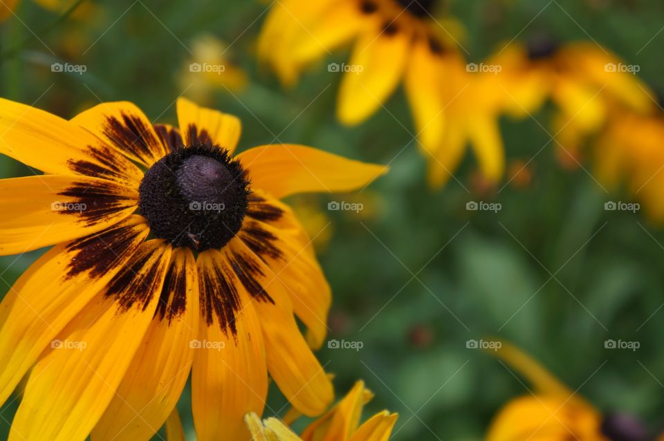 Yellow Flowers