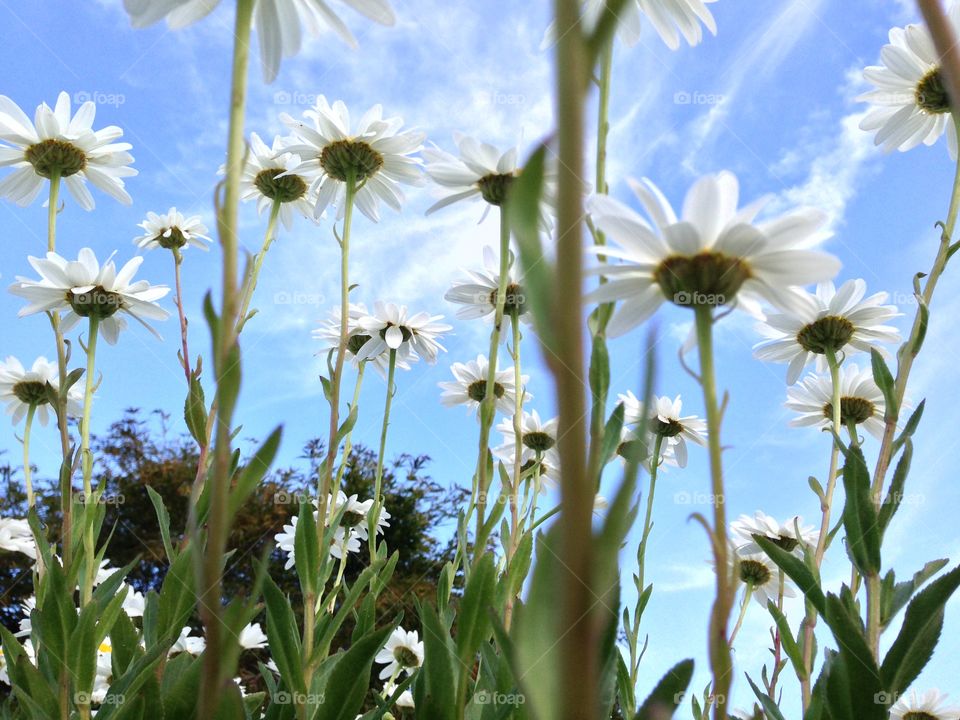 Low angle view of daisy flowers