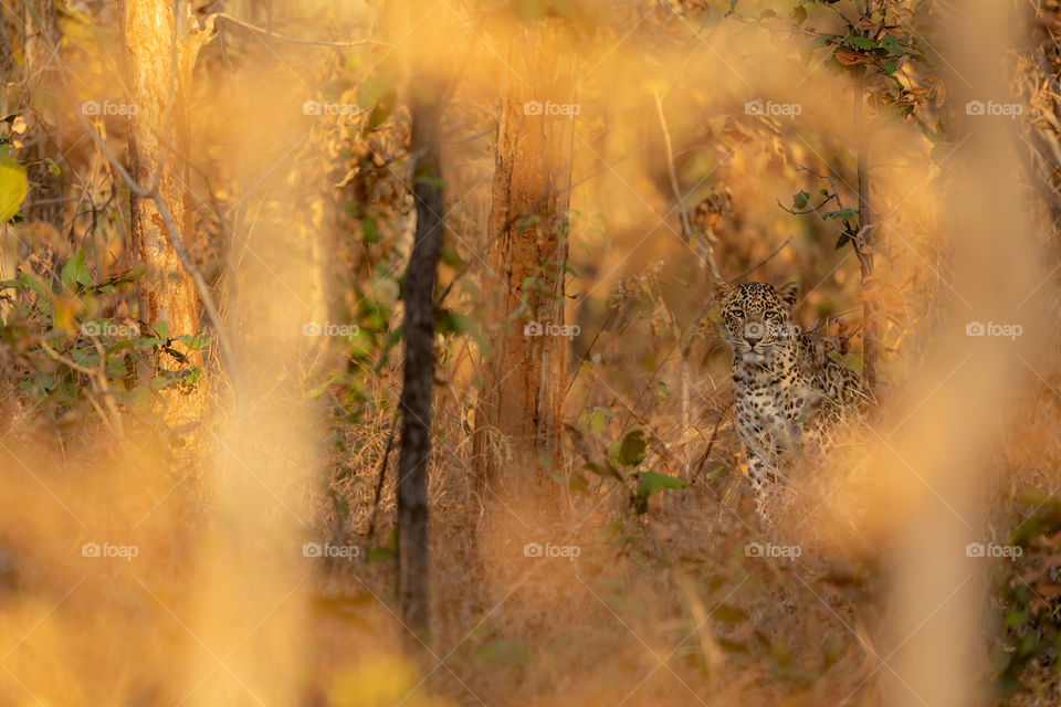 The MASTER of CAMOUFLAGE ❤️