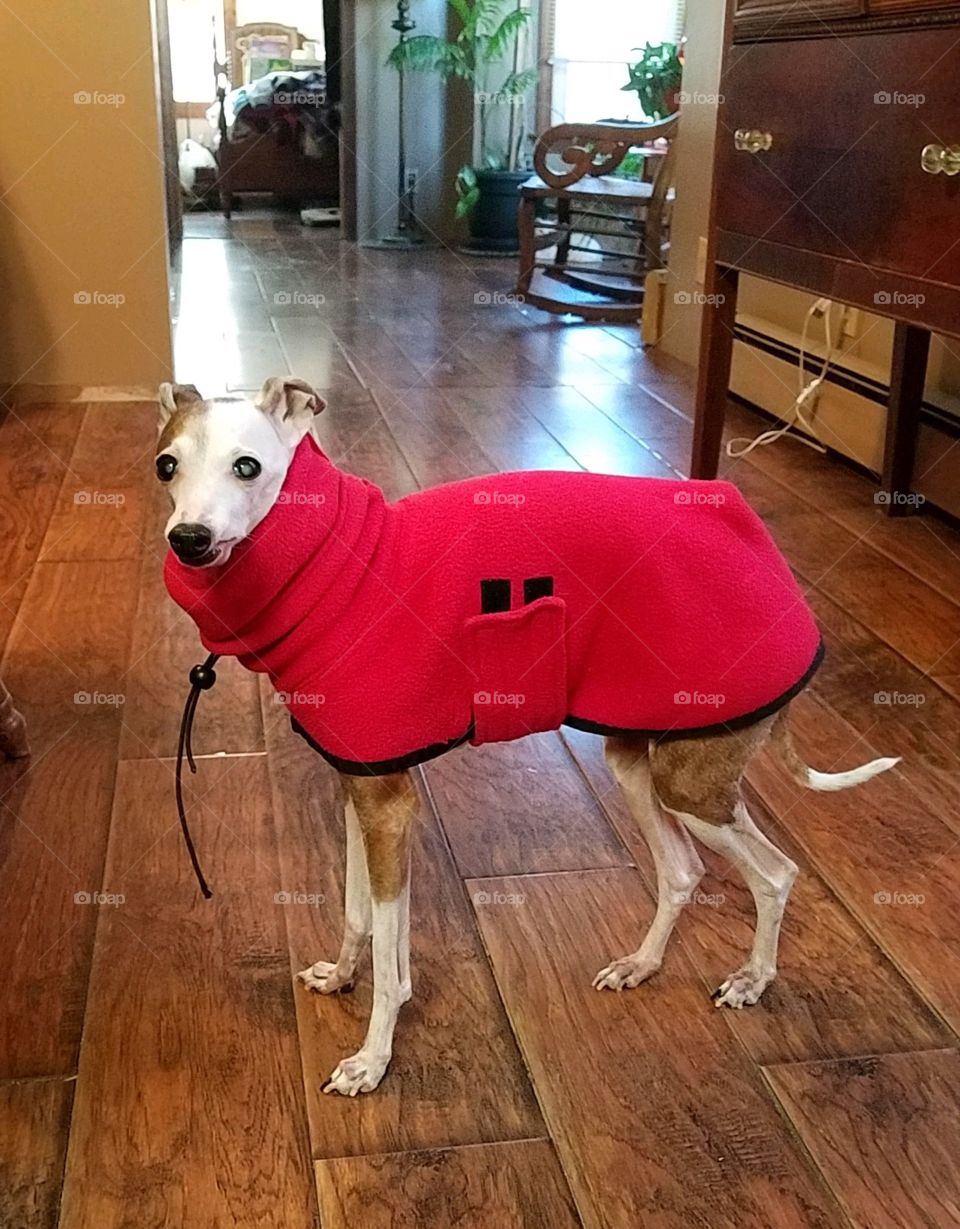 Dogs of the USA, Italian Greyhound in red sweater!