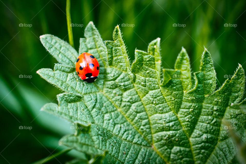 Lady loves green