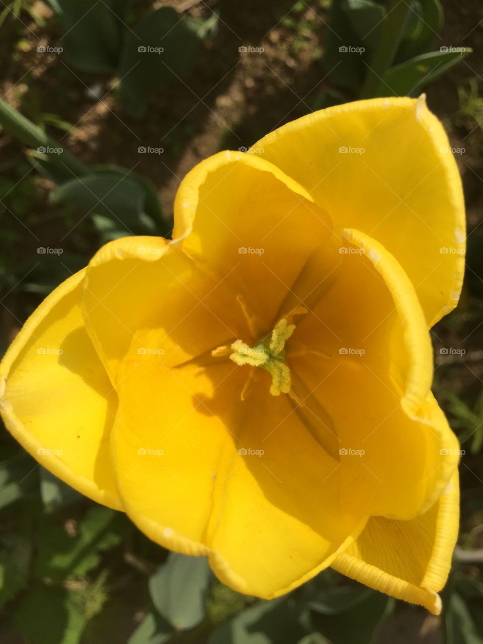 Yellow Bloom