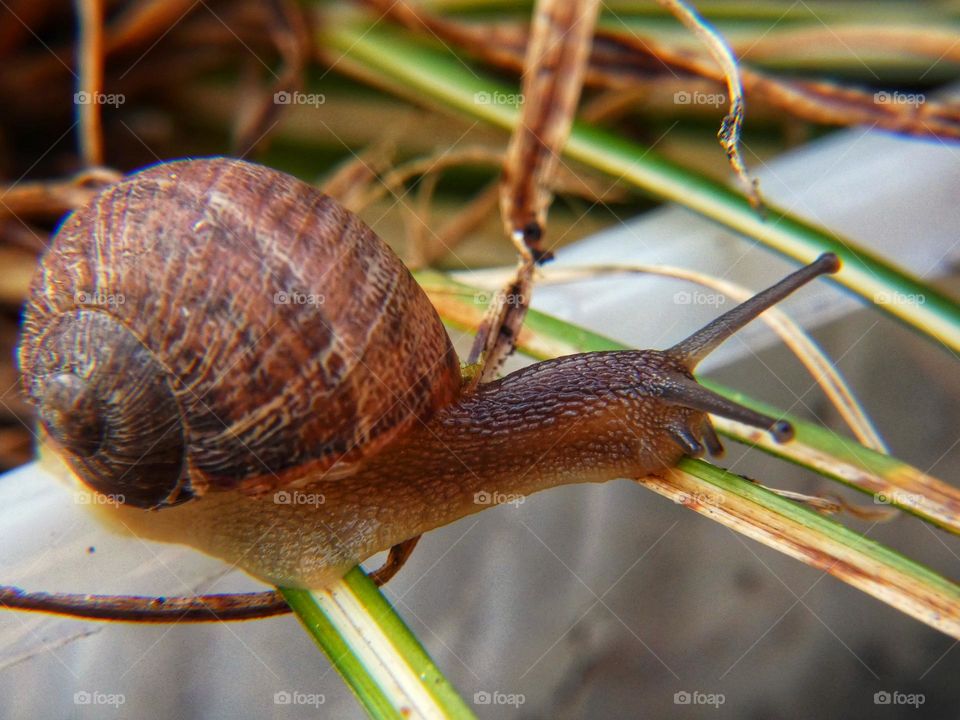 Snail Balancing on a leaf stem
