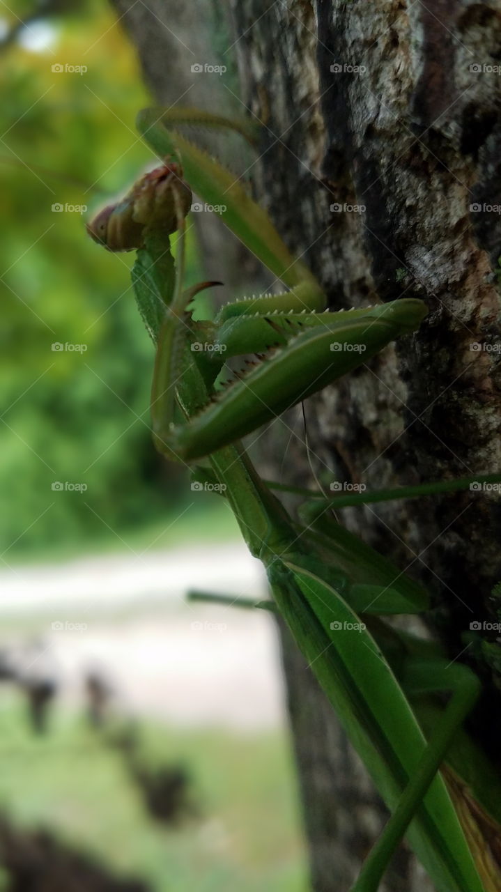 No Person, Leaf, Invertebrate, Insect, Nature