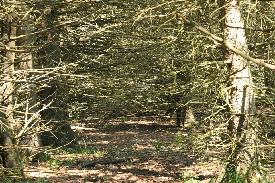 branches and more branches