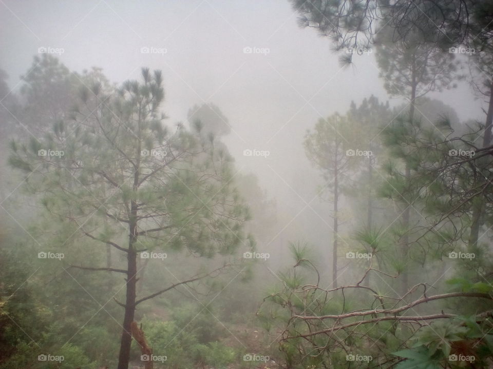 fog on hills #forest