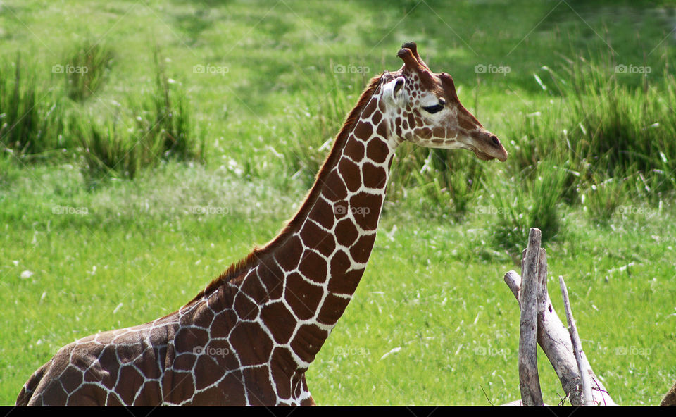 Profile of beautiful giraffe