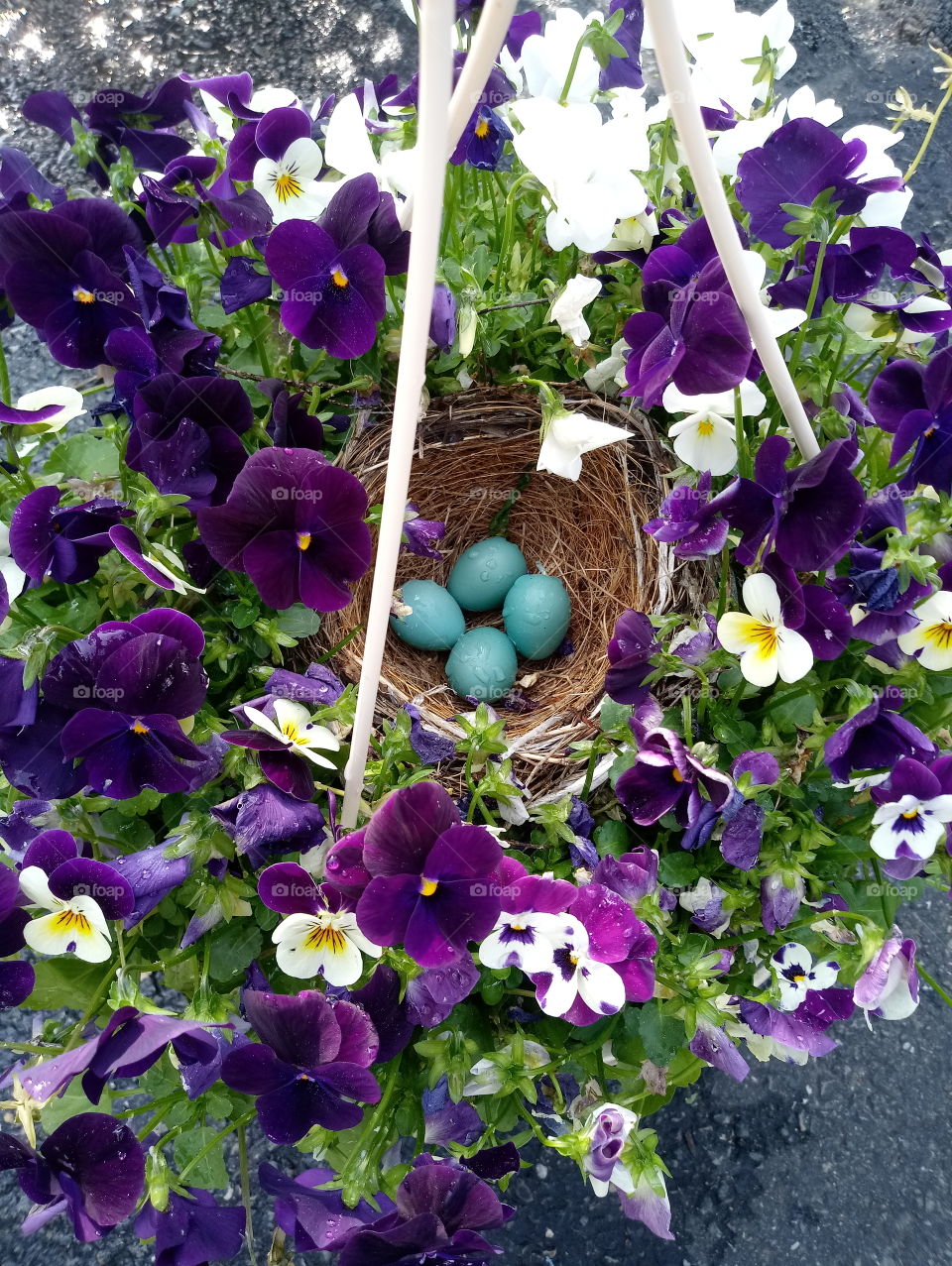 purple pansy flower basket with blue eggs in birds nest