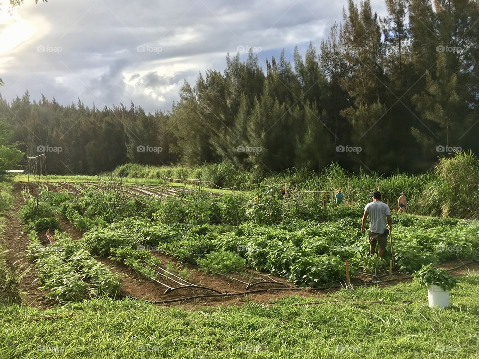 Beautiful and bountiful farm life Hawai’i