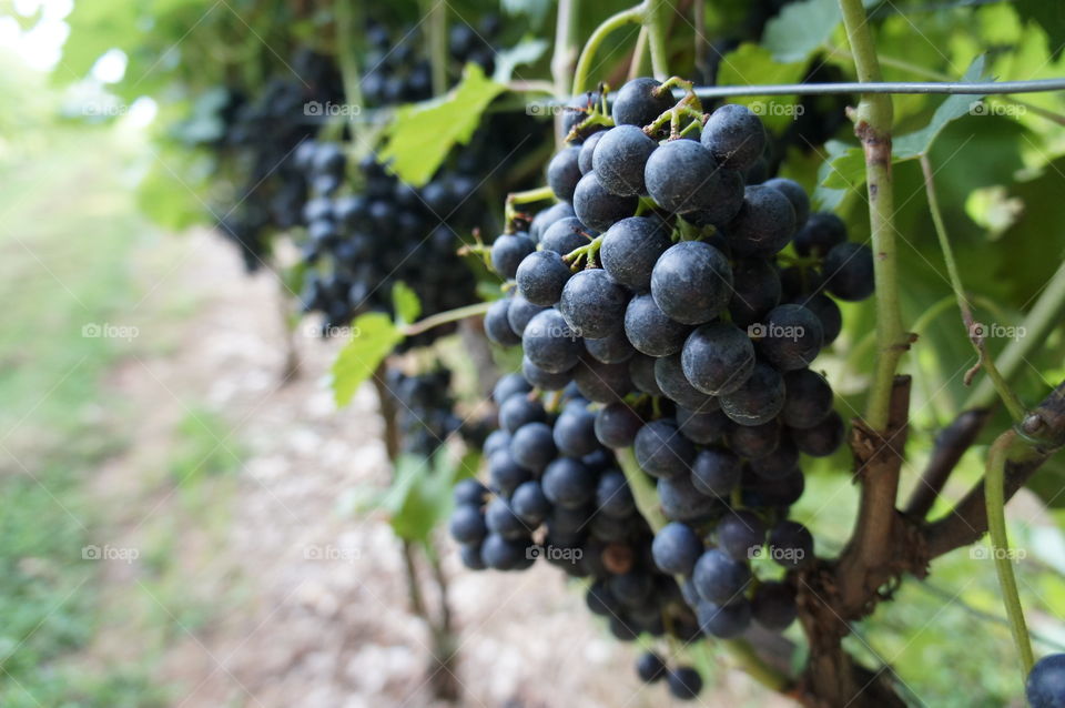 Grapes of the Vine